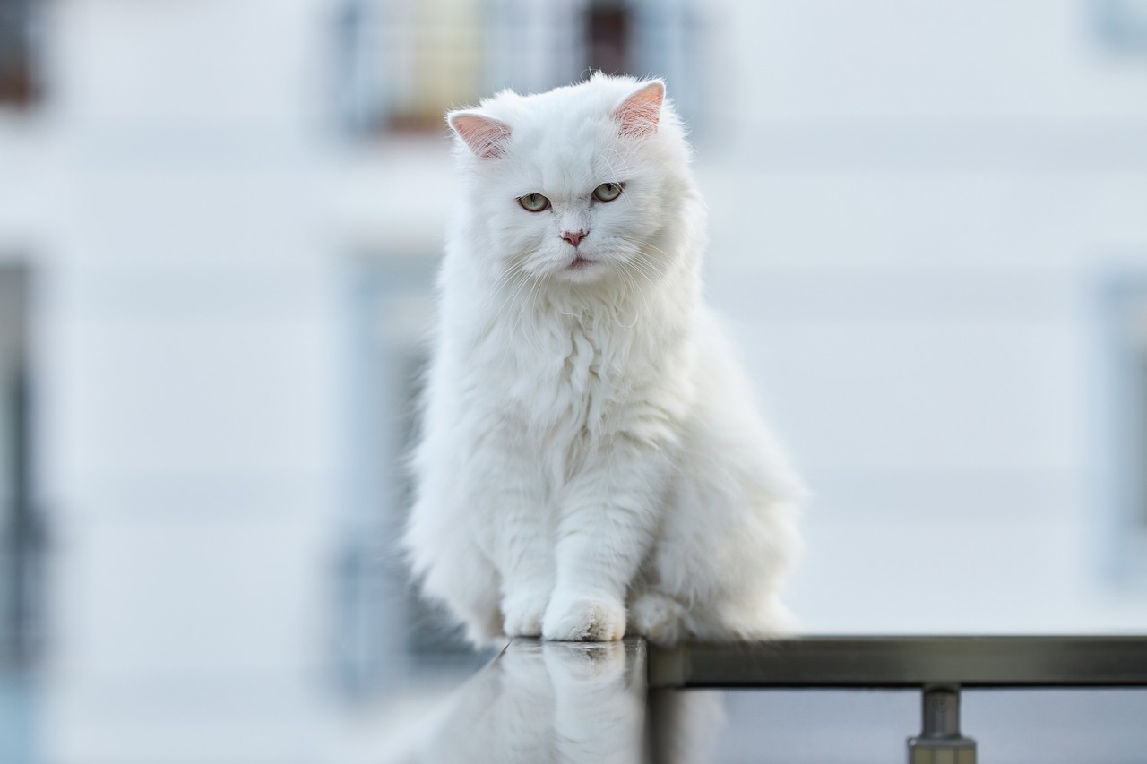 Jak zabezpieczyć balkon dla kota?